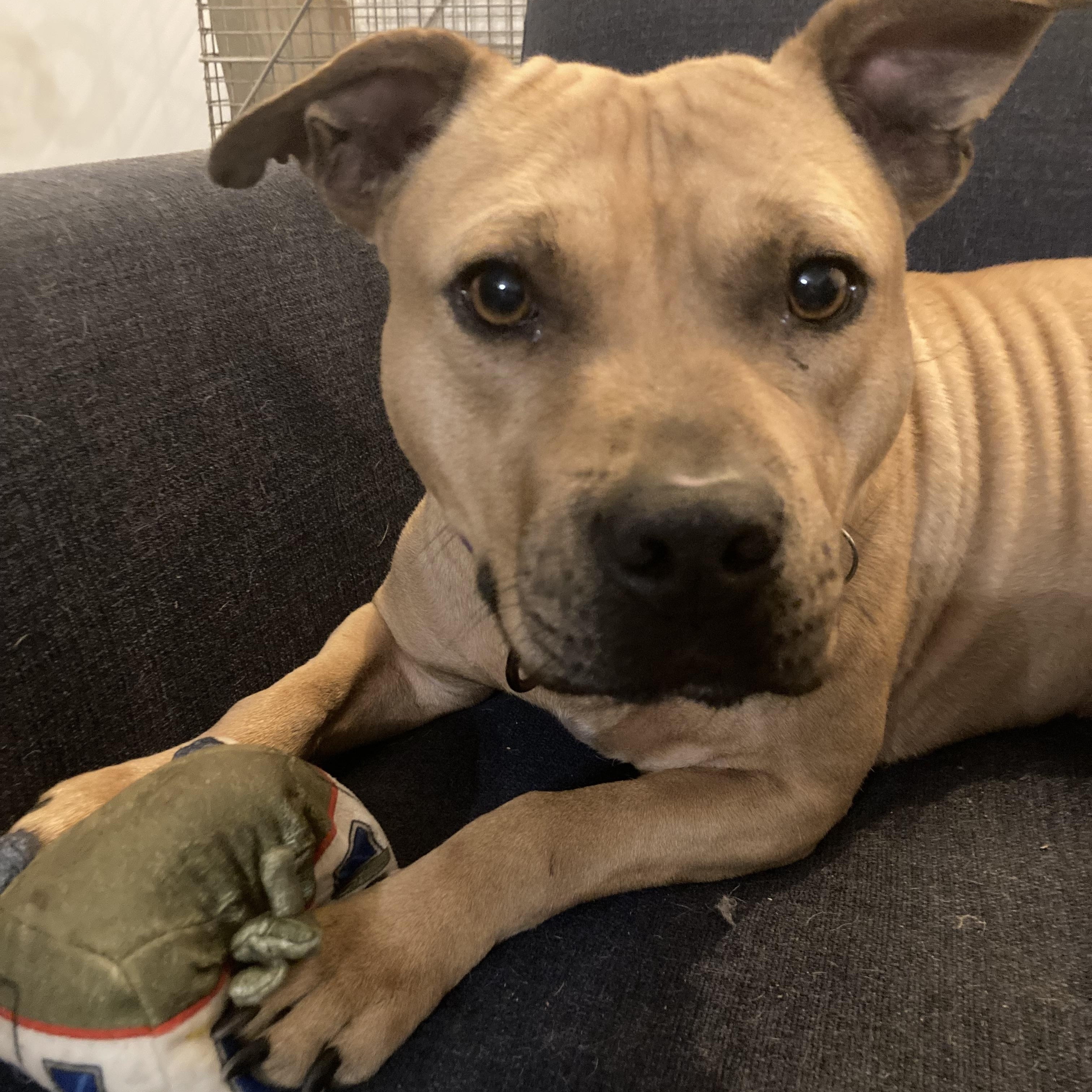Enlarge Rocky, a Adoptable American Staffordshire Terrier in Cumming, GA image 3/6
