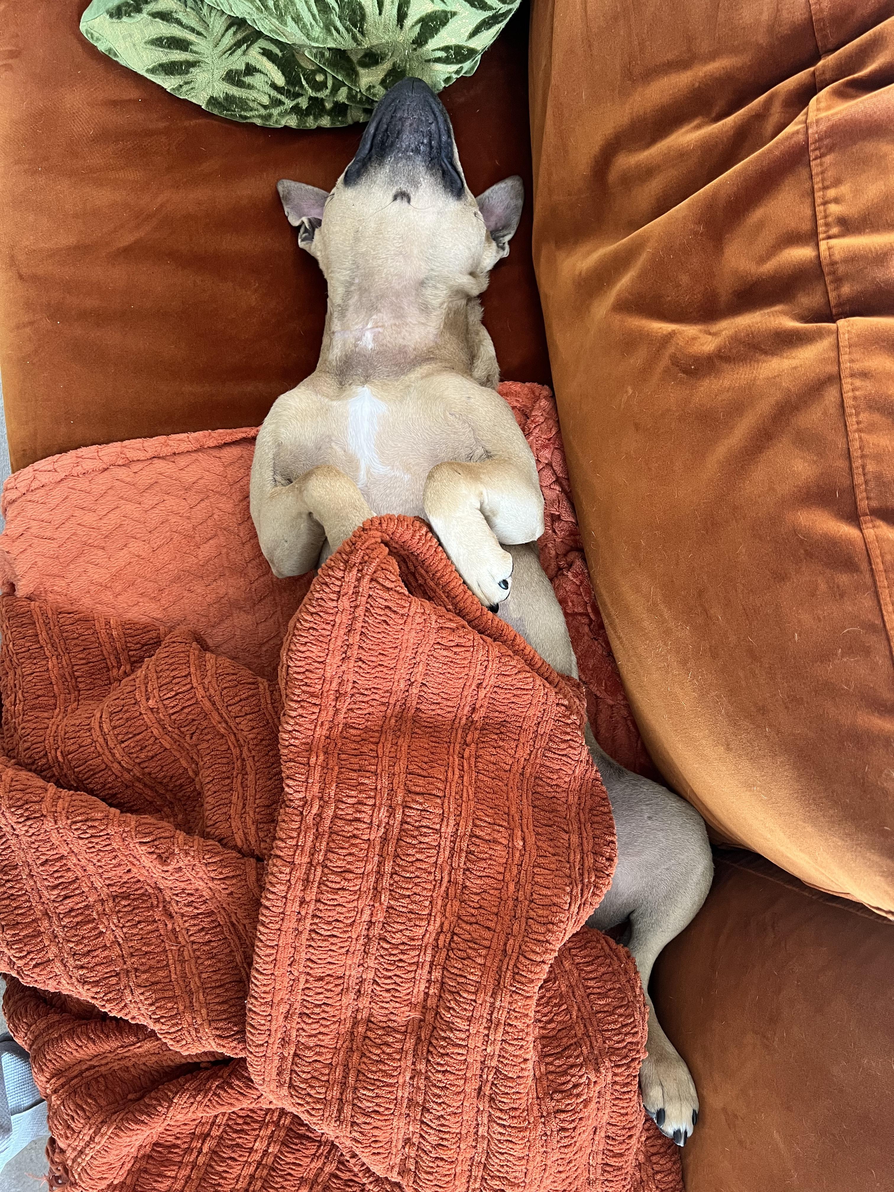 Enlarge Rocky, a Adoptable American Staffordshire Terrier in Cumming, GA image 6/6