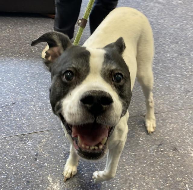 GERTRUDE, Adoptable, Adult Female American Bulldog & Mixed Breed.
