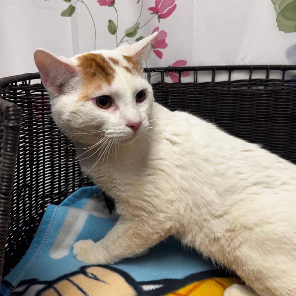 Moe, Adoptable, Adult Male Domestic Short Hair.
