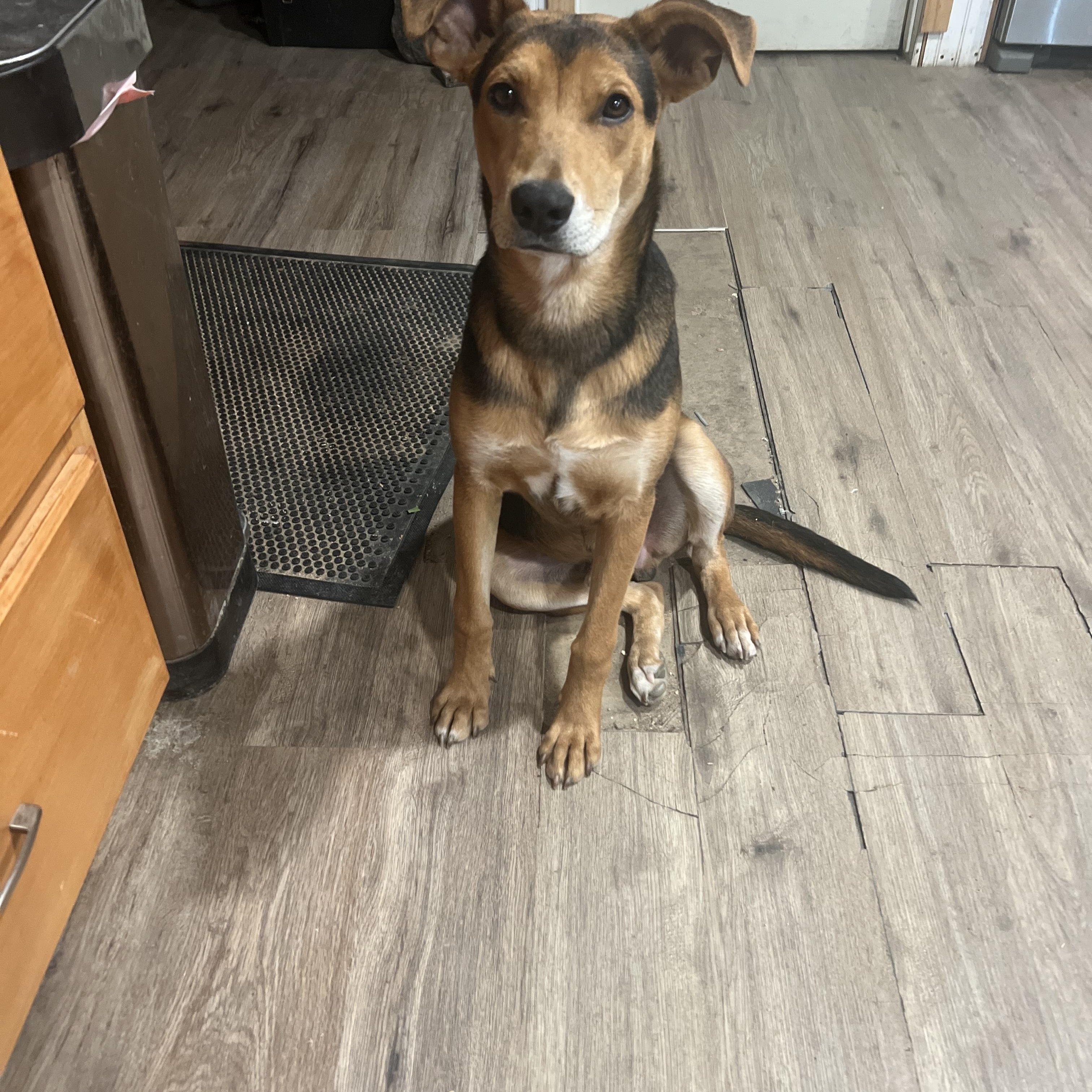 Enlarge Tommy, a Adoptable mixed breed in Palm desert, CA image 2/2