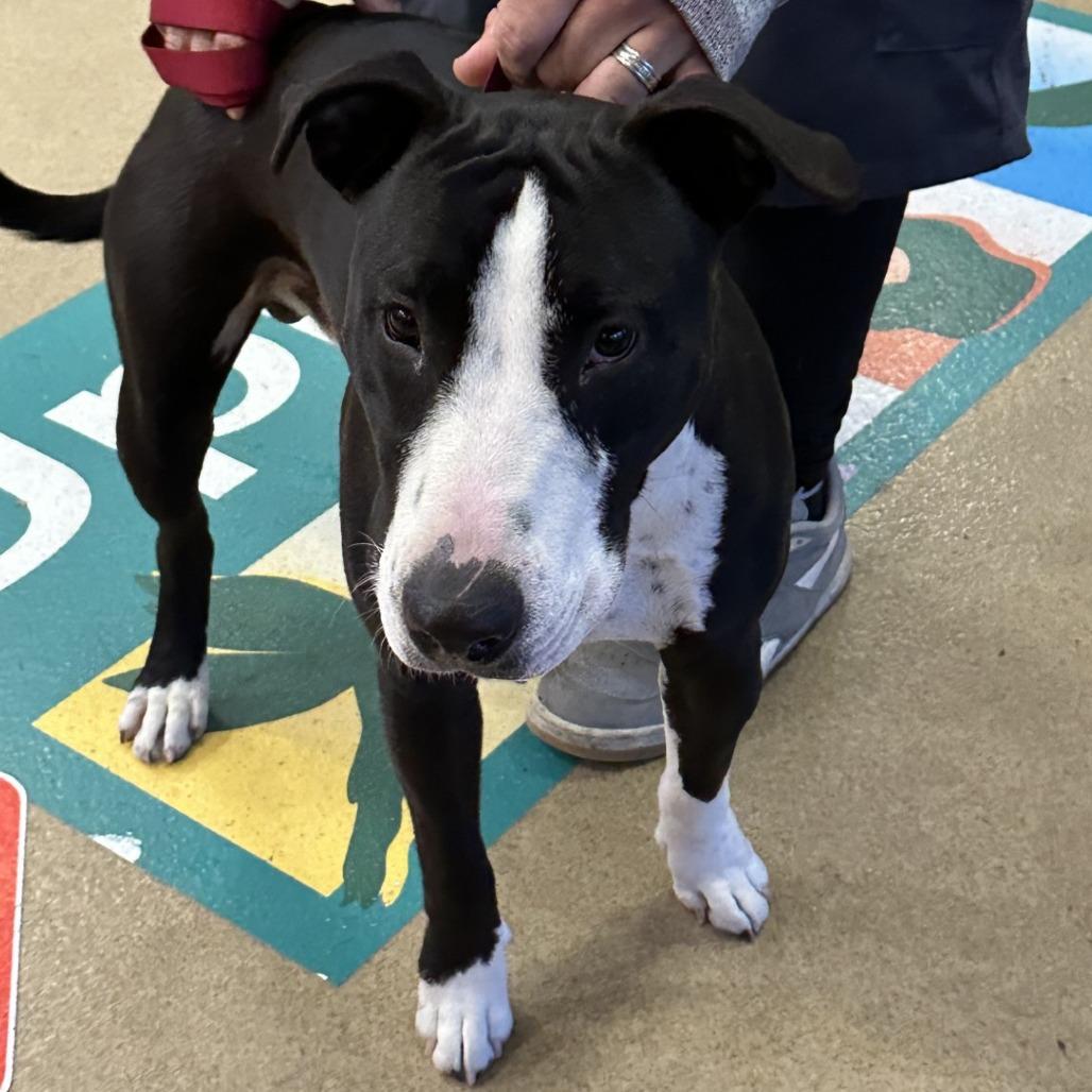 TOBIAS, Adoptable, Adult Male Bull Terrier.