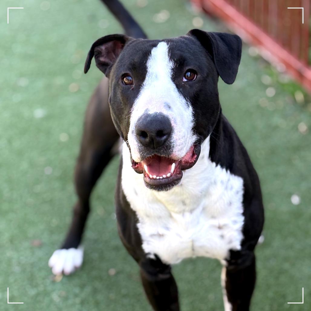 Enlarge TOBIAS, a Adoptable mixed breed in Upland, CA image 4/6