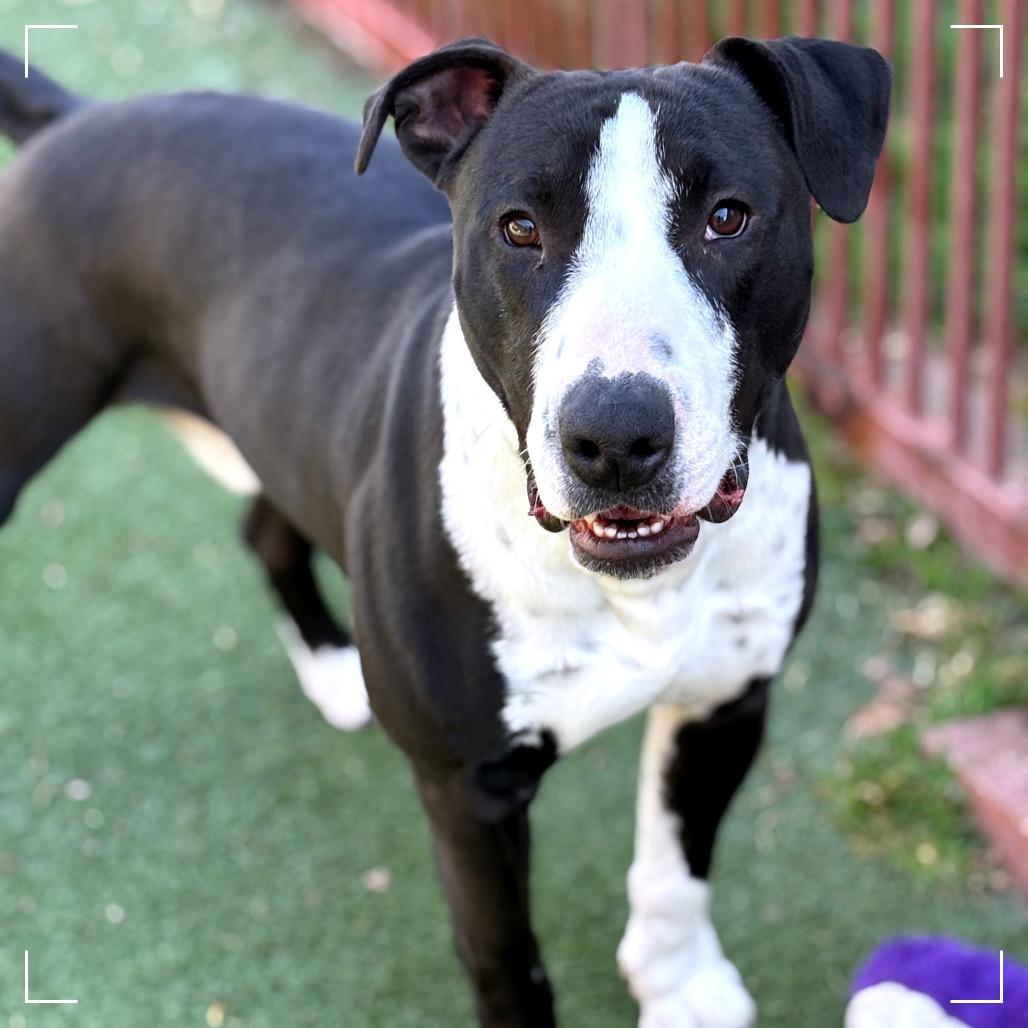 Enlarge TOBIAS, a Adoptable mixed breed in Upland, CA image 4/6