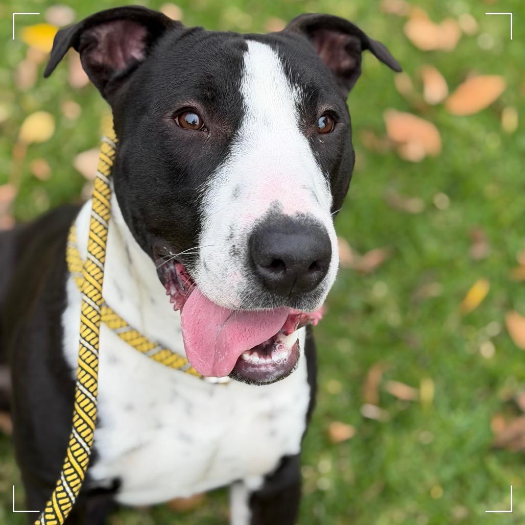 Enlarge TOBIAS, a Adoptable mixed breed in Upland, CA image 5/6