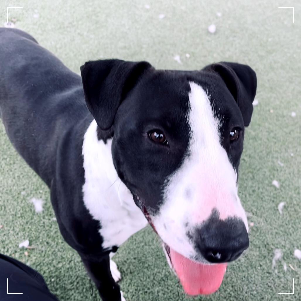 Enlarge TOBIAS, a Adoptable mixed breed in Upland, CA image 6/6