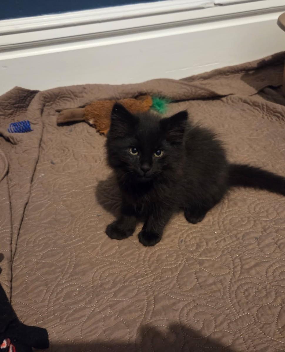 Antsy Pants, Young Female Domestic Long Hair