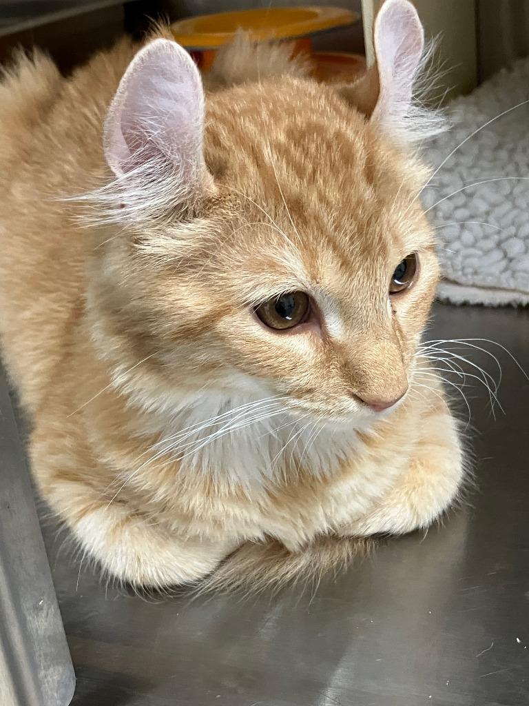 Mango ll, Adoptable, Kitten Male American Curl.