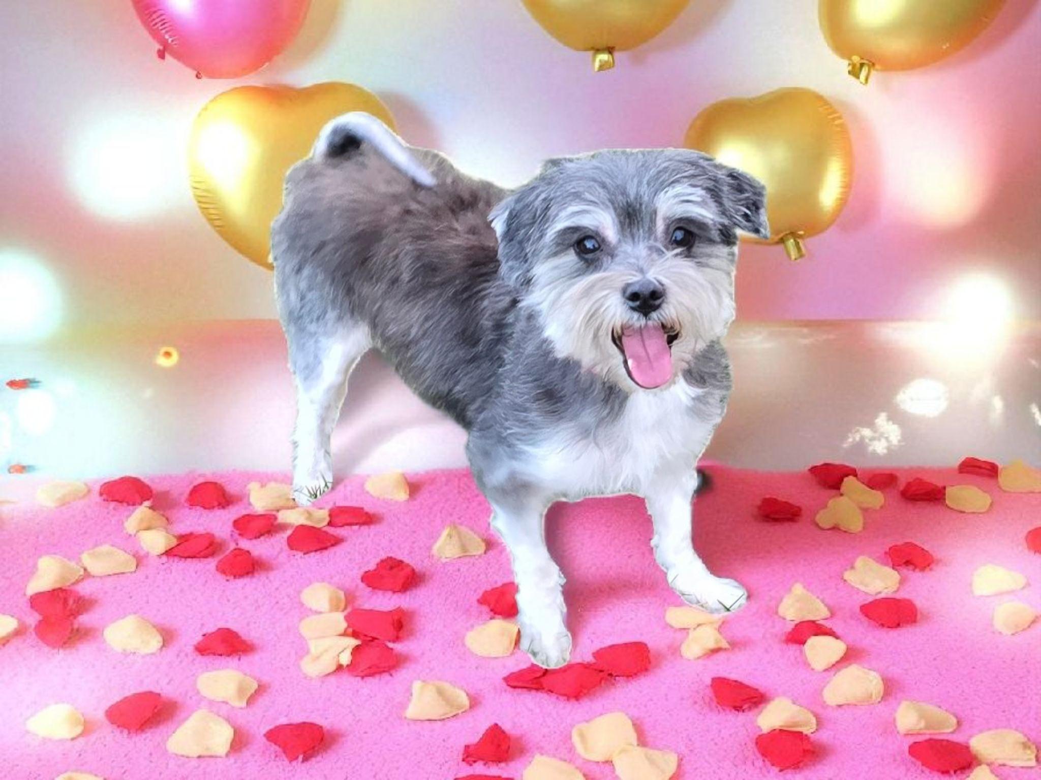 Mini, Adopted, Adult Female Maltese & Yorkshire Terrier.