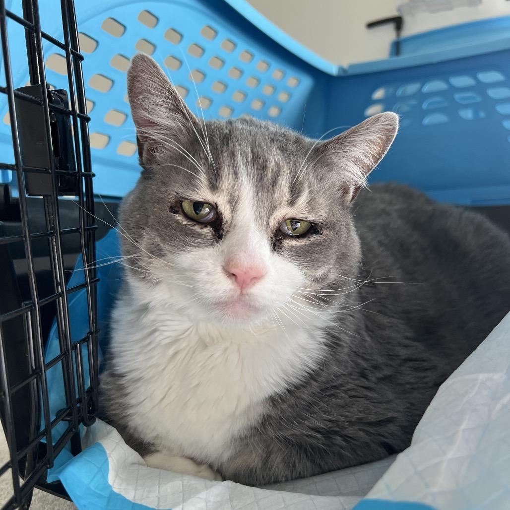 Enlarge Lucy, a Adoptable Domestic Short Hair in Morgan Hill, CA image 2/6