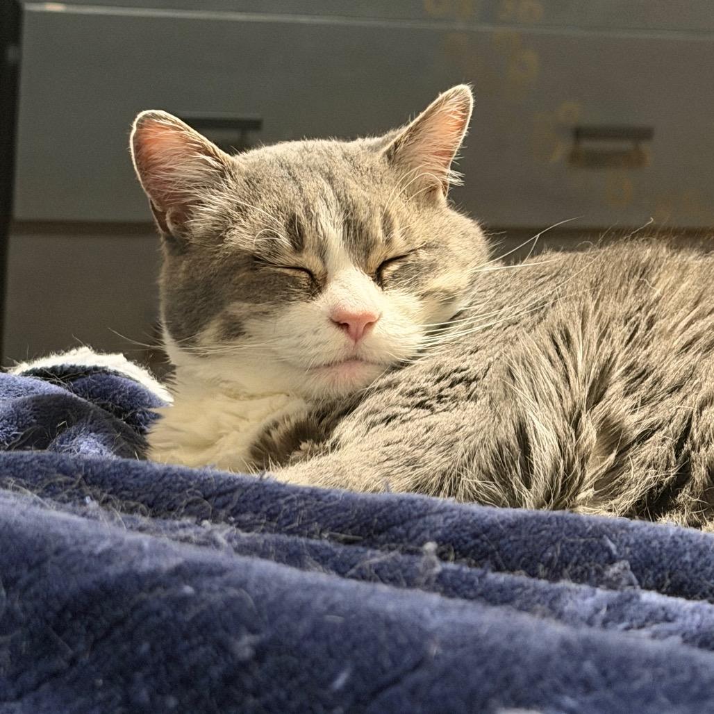 Enlarge Lucy, a Adoptable Domestic Short Hair in Morgan Hill, CA image 3/6