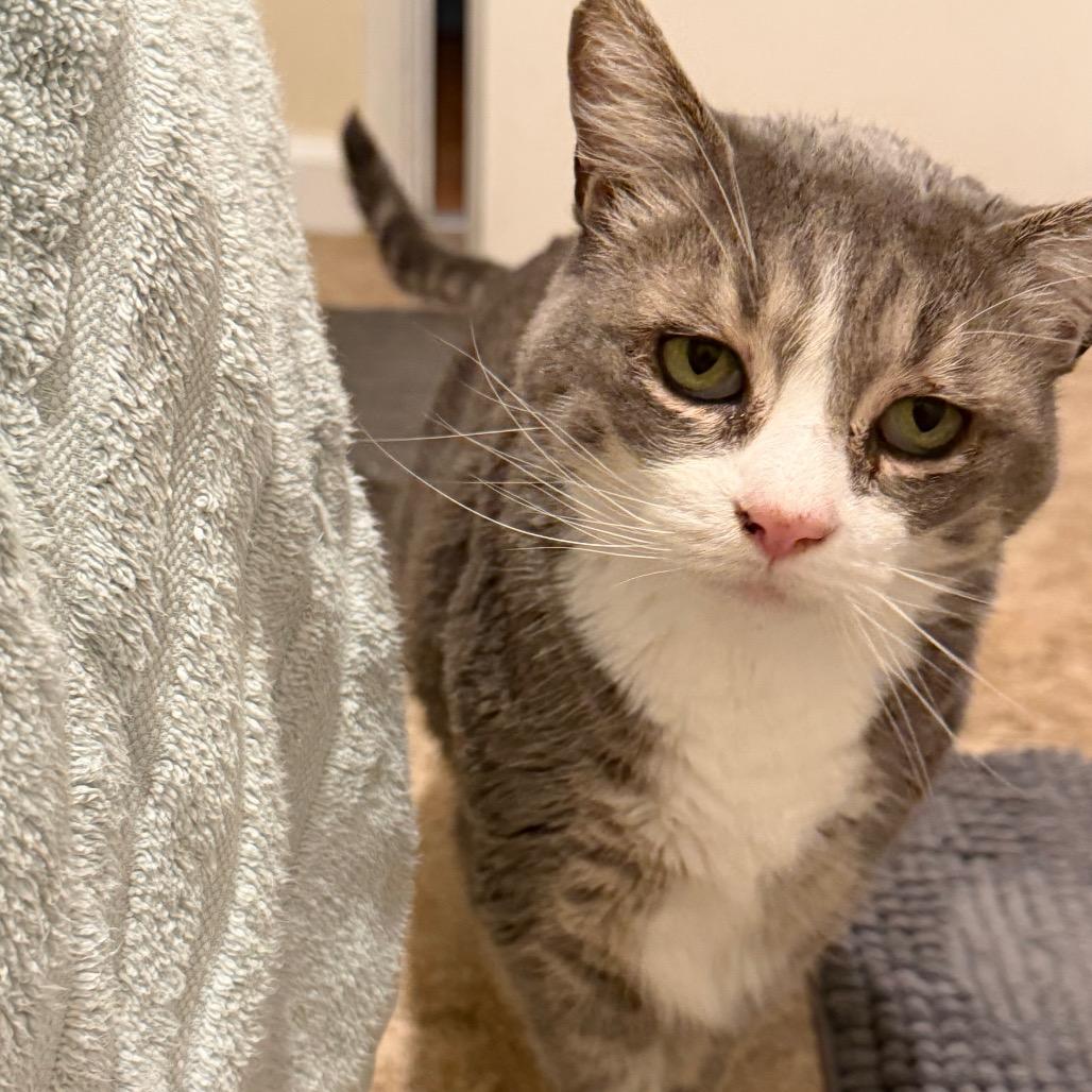 Enlarge Lucy, a Adoptable Domestic Short Hair in Morgan Hill, CA image 4/6