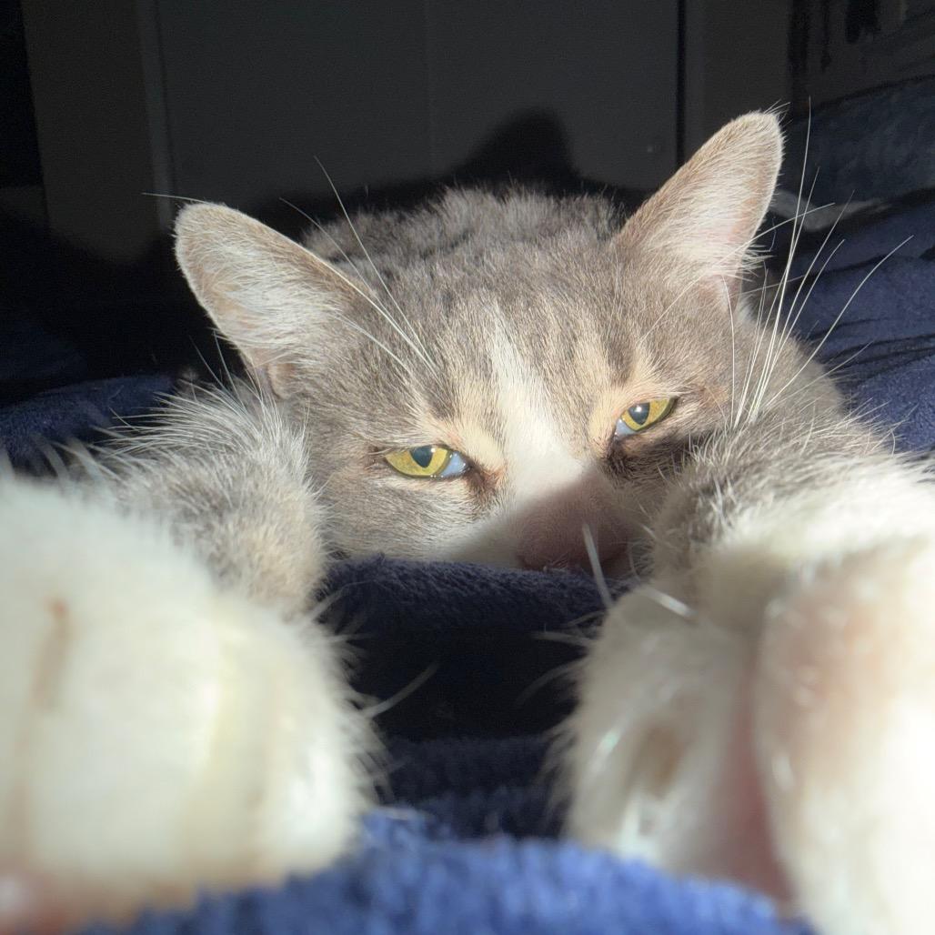 Enlarge Lucy, a Adoptable Domestic Short Hair in Morgan Hill, CA image 6/6