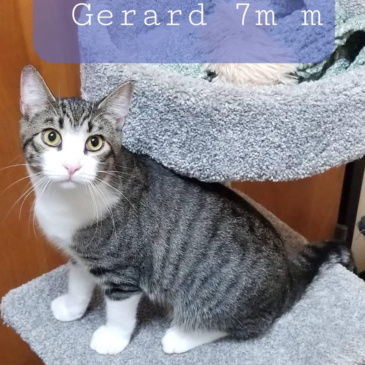 Gerard, Adopted, Young Male Domestic Short Hair.
