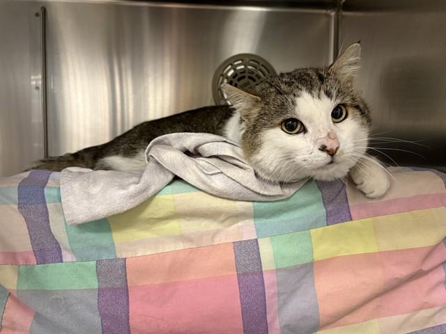 BON BON, Adoptable, Adult Male Domestic Medium Hair.