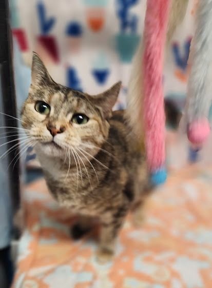 Princess, a Adoptable mixed breed in Hoopeston, IL image 1/2