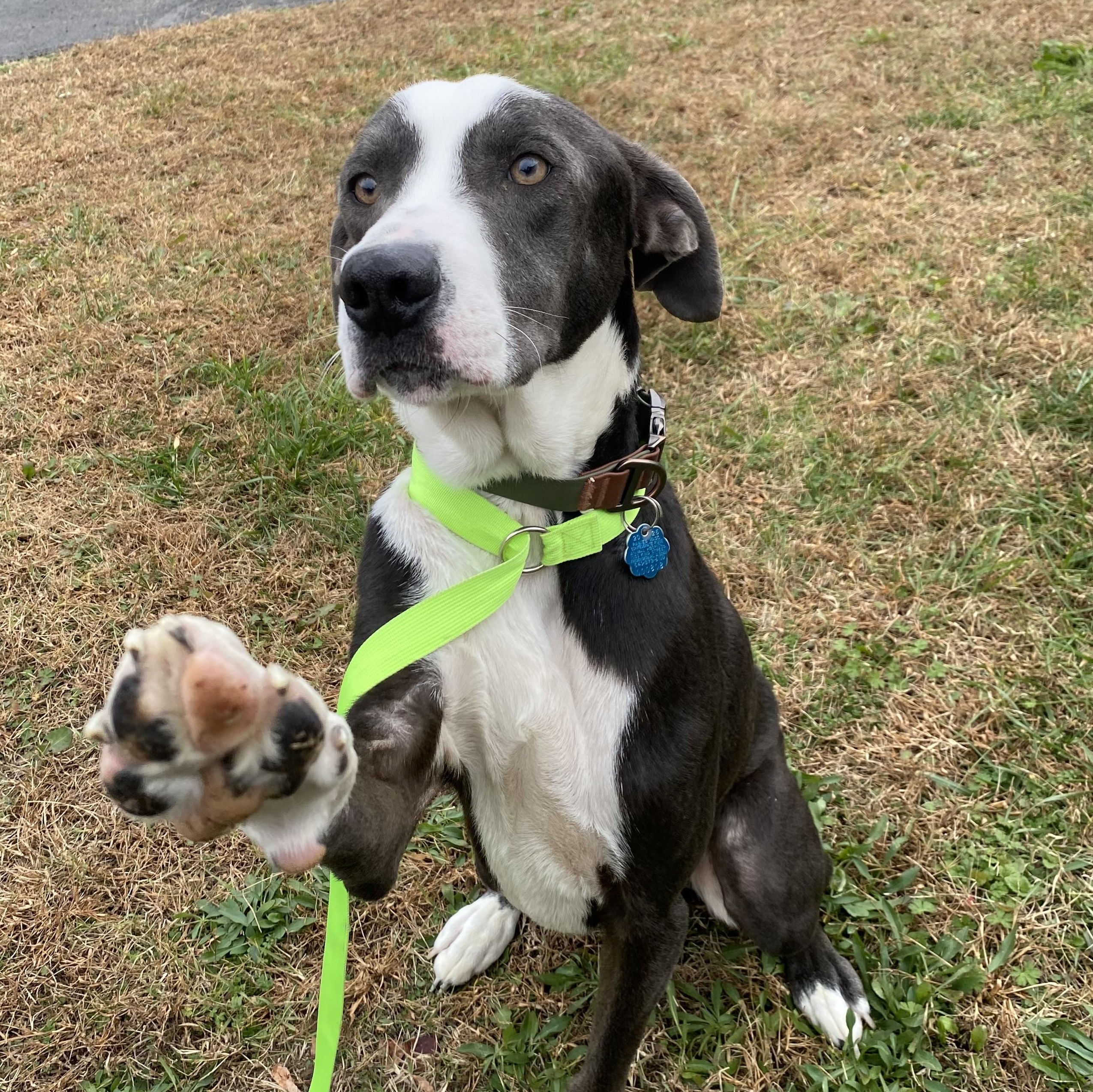 Enlarge Fondue, a Adoptable mixed breed in King George, VA image 5/6