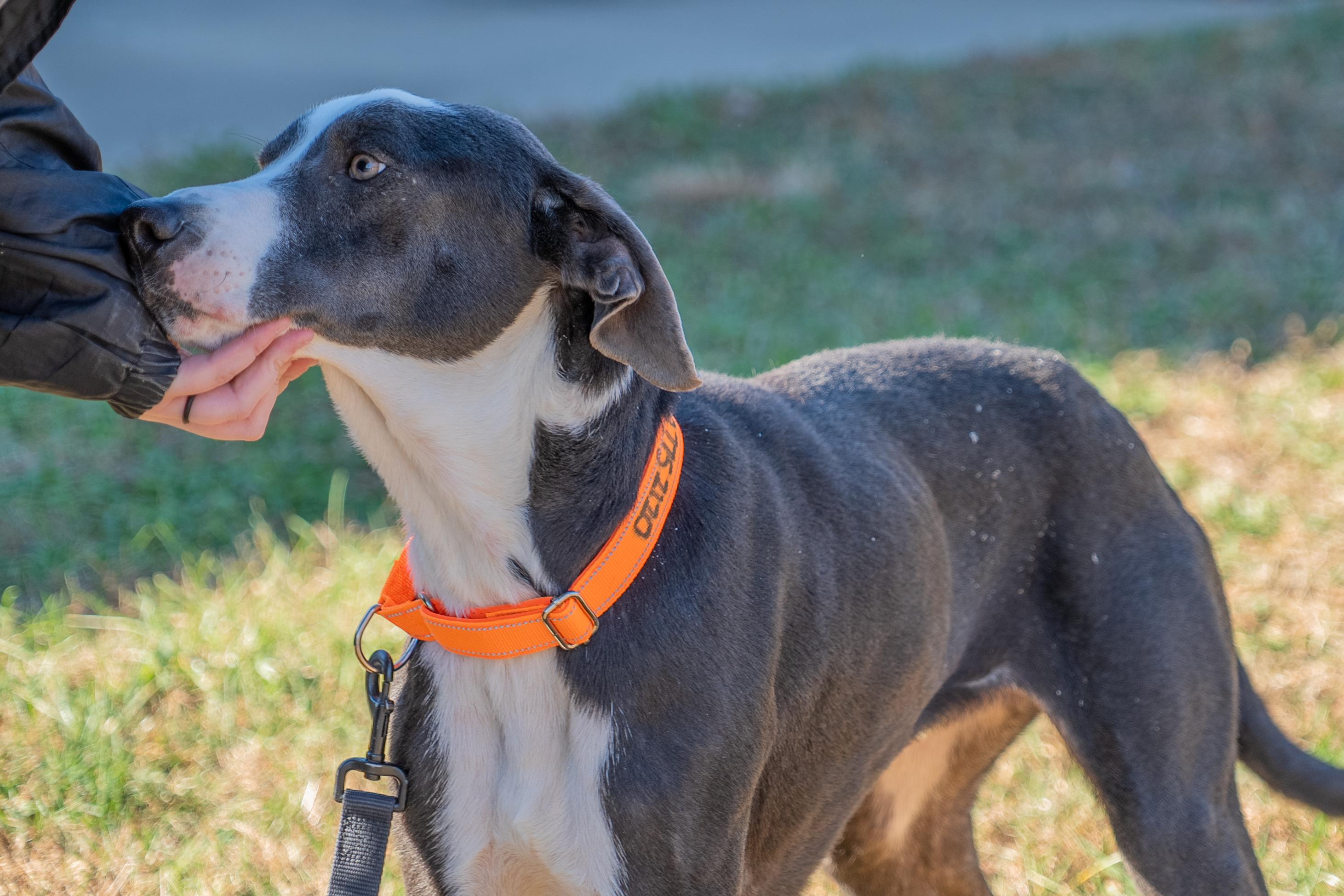 Enlarge Fondue, a Adoptable mixed breed in King George, VA image 2/6