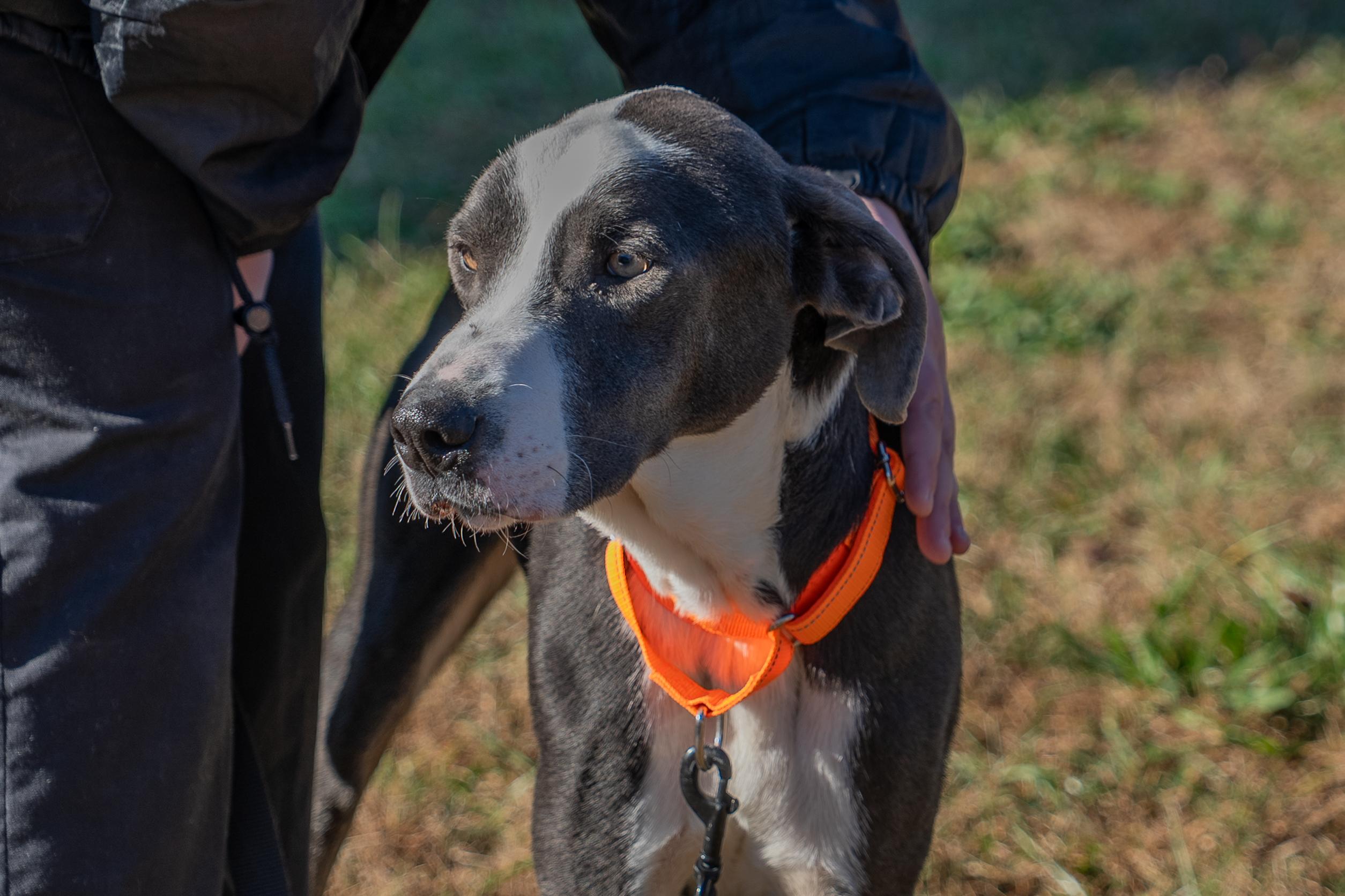 Enlarge Fondue, a Adoptable mixed breed in King George, VA image 3/6