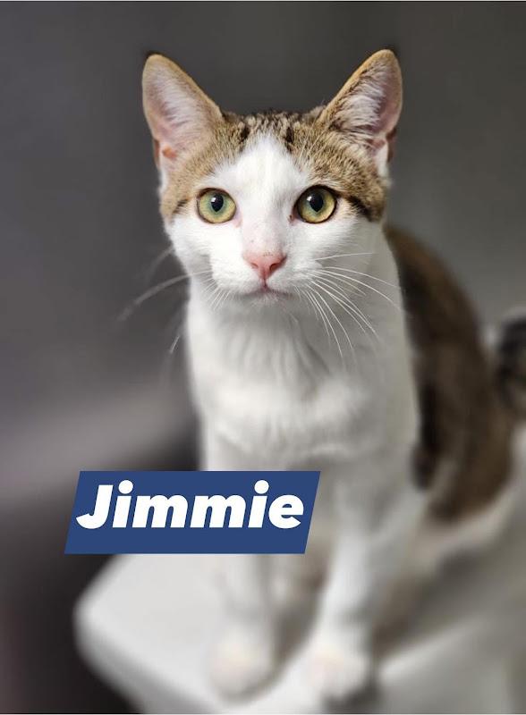 Jimmie, ADOPTABLE, Young Male Domestic Short Hair.