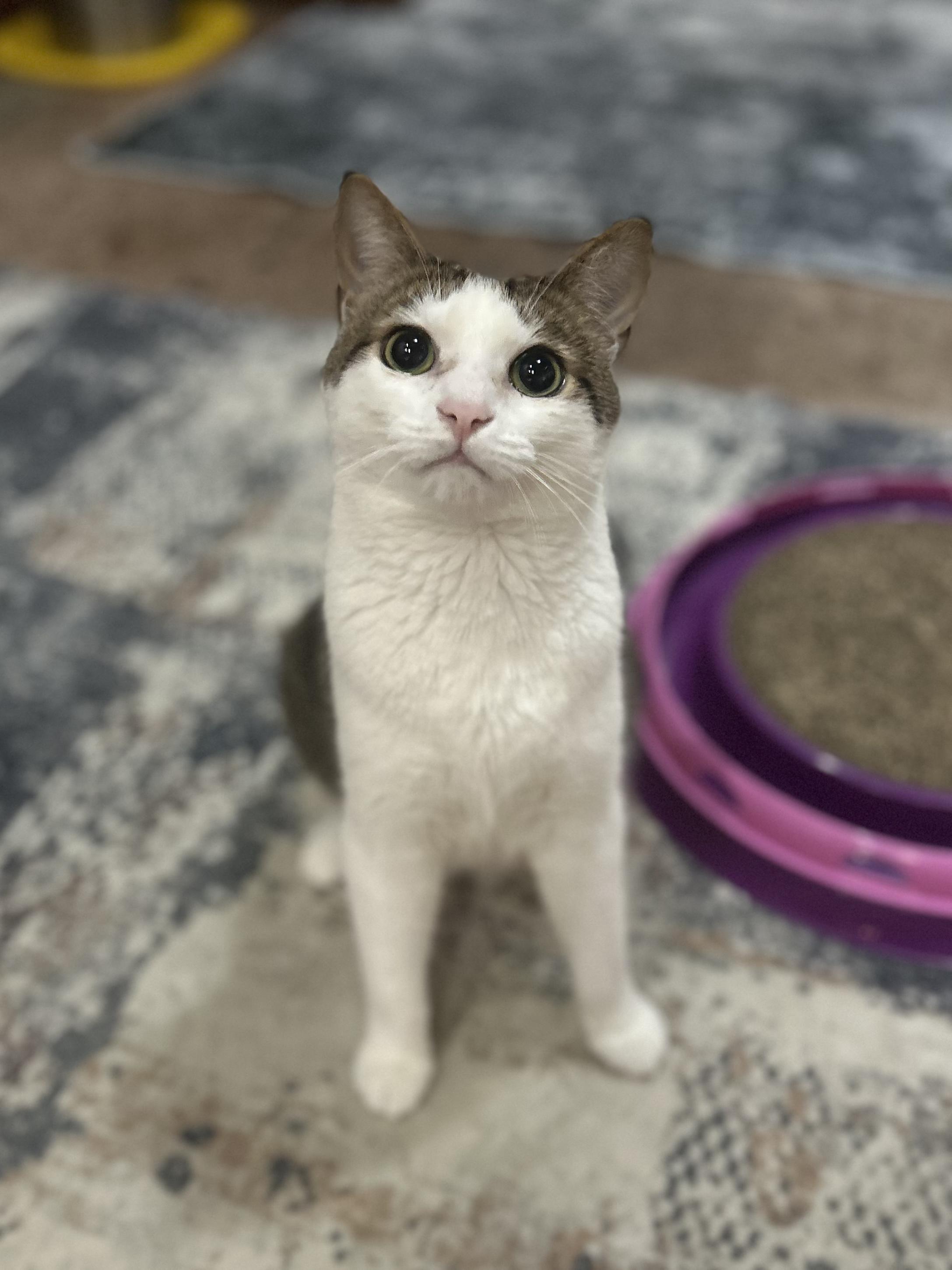 Jimmie, ADOPTABLE, Young Male Domestic Short Hair.