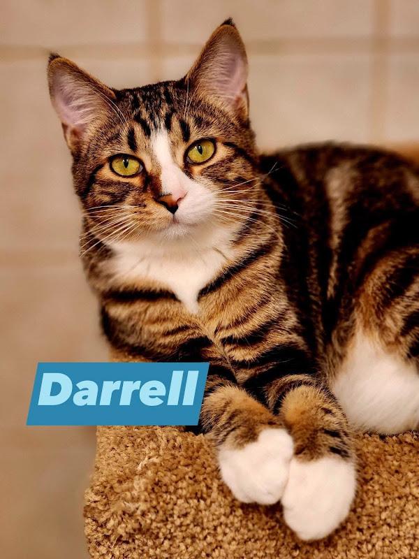 Jimmie, a ADOPTABLE Domestic Short Hair in Johnson City, TN image 2/3