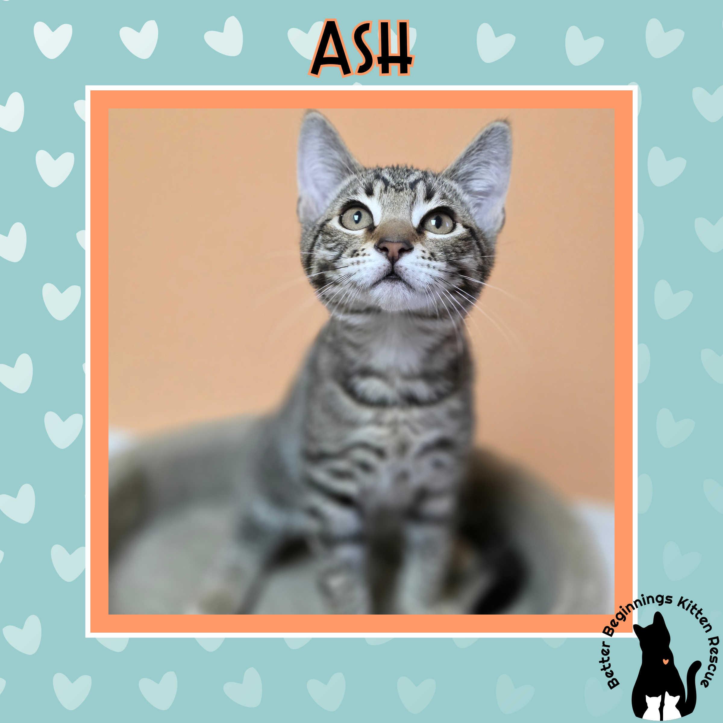 Ash, Adoptable, Kitten Male Domestic Short Hair.