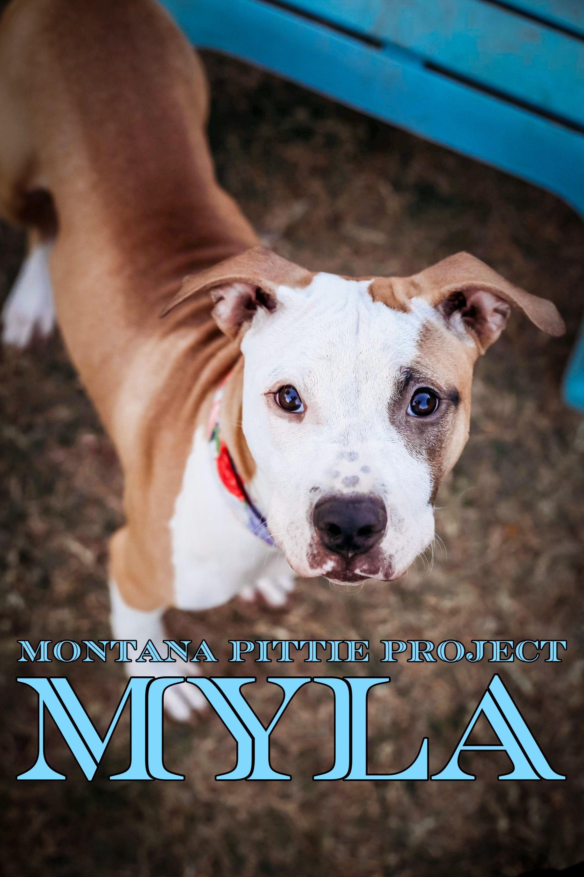 Enlarge Myla, a Adopted mixed breed in Arlee, MT image 2/4