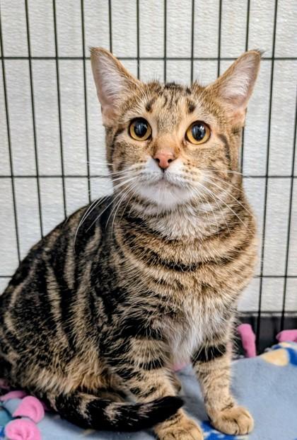 Jolene, ADOPTABLE, Adult Female Domestic Short Hair.