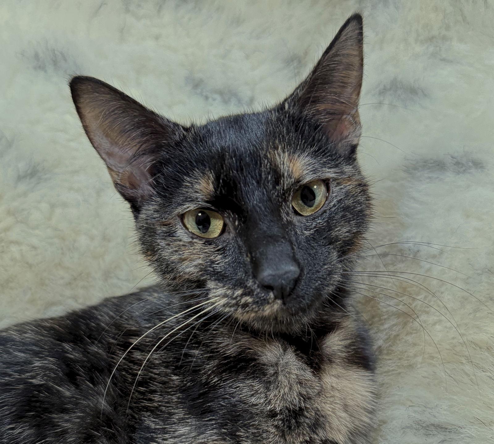 Leia - See me @ PETCO!, Adoptable, Kitten Female Domestic Short Hair & Tortoiseshell.