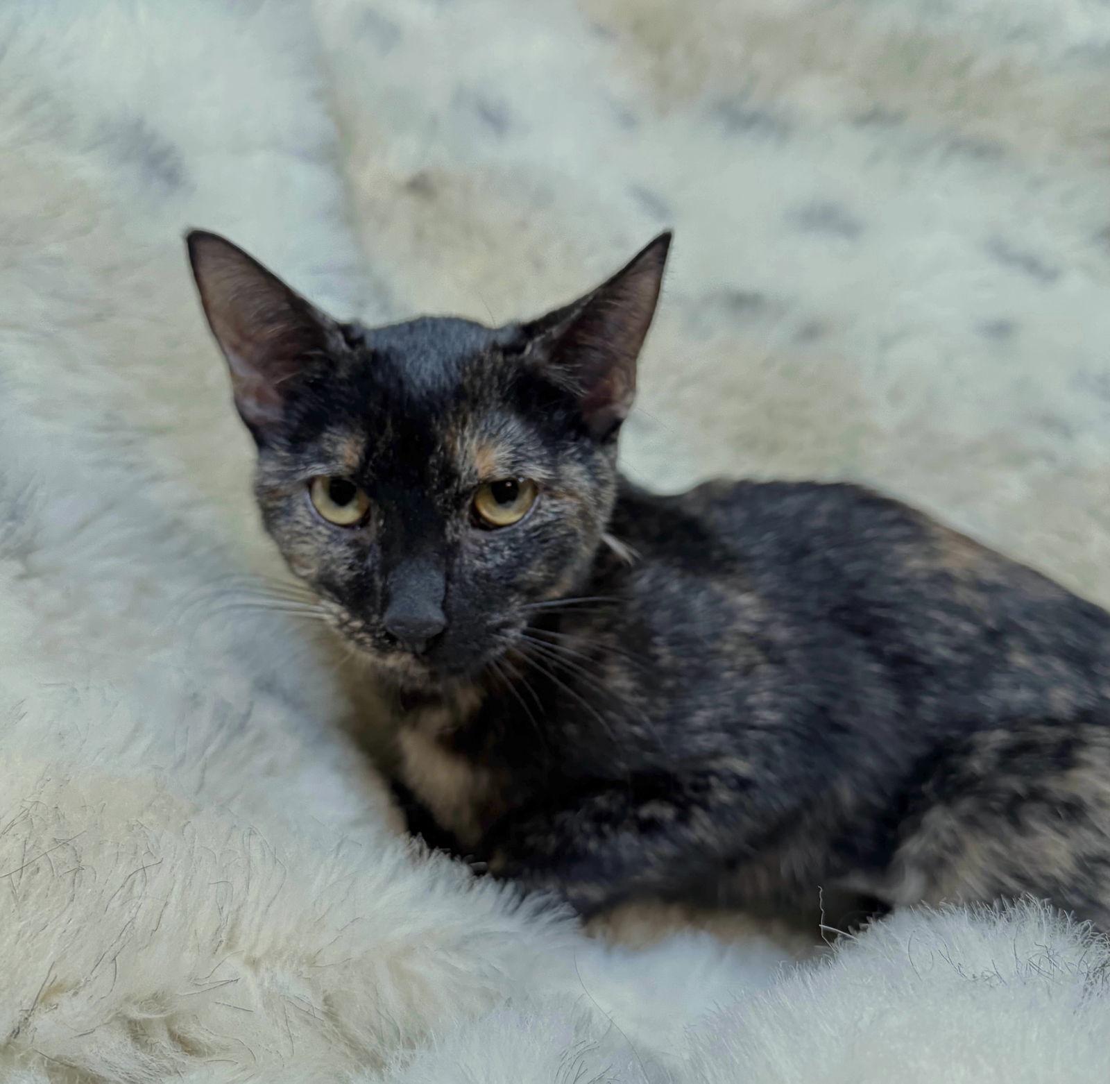 Enlarge Leia - See me @ PETCO!, a Adoptable mixed breed in Cookeville, TN image 2/4