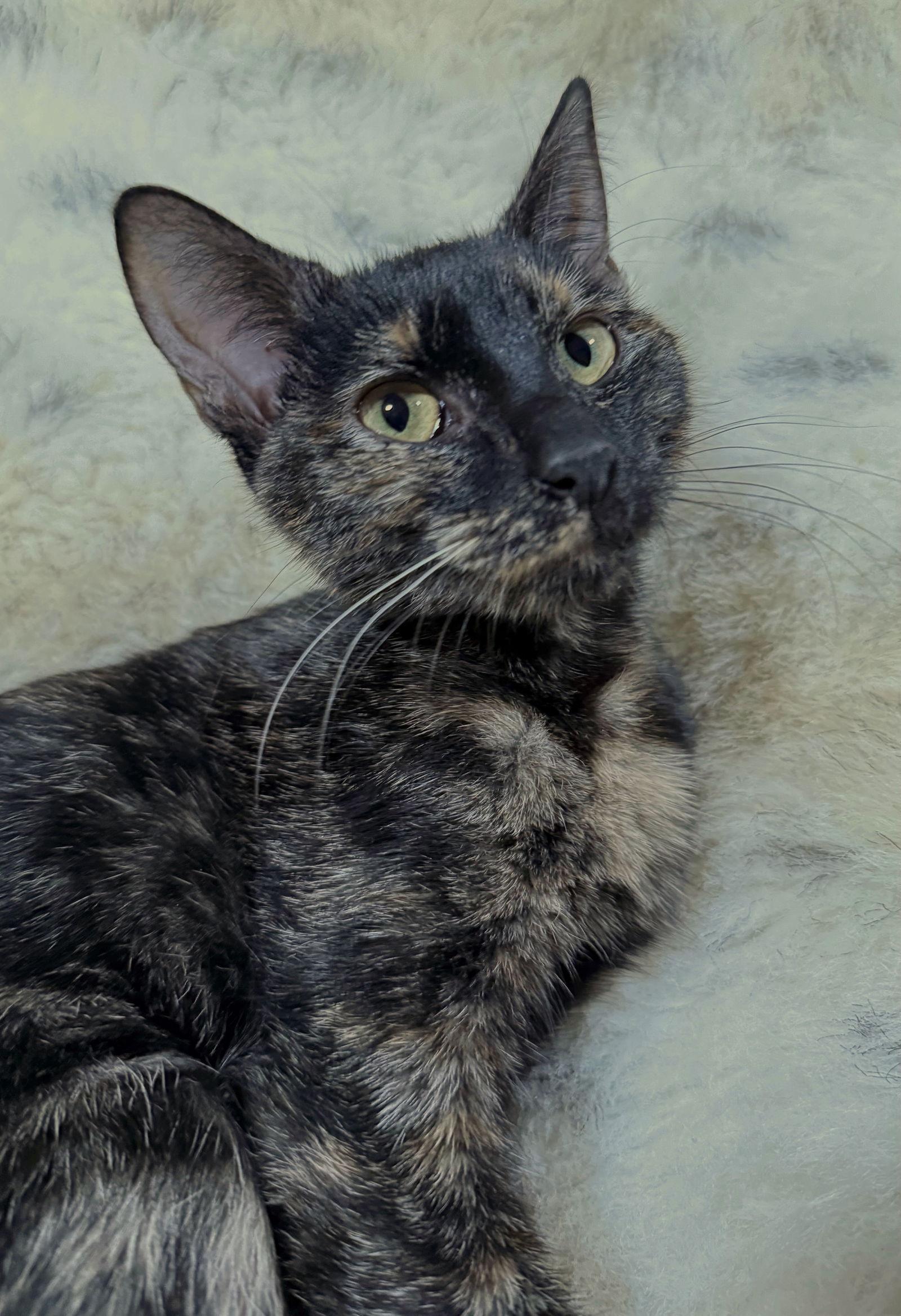 Enlarge Leia - See me @ PETCO!, a Adoptable mixed breed in Cookeville, TN image 3/4