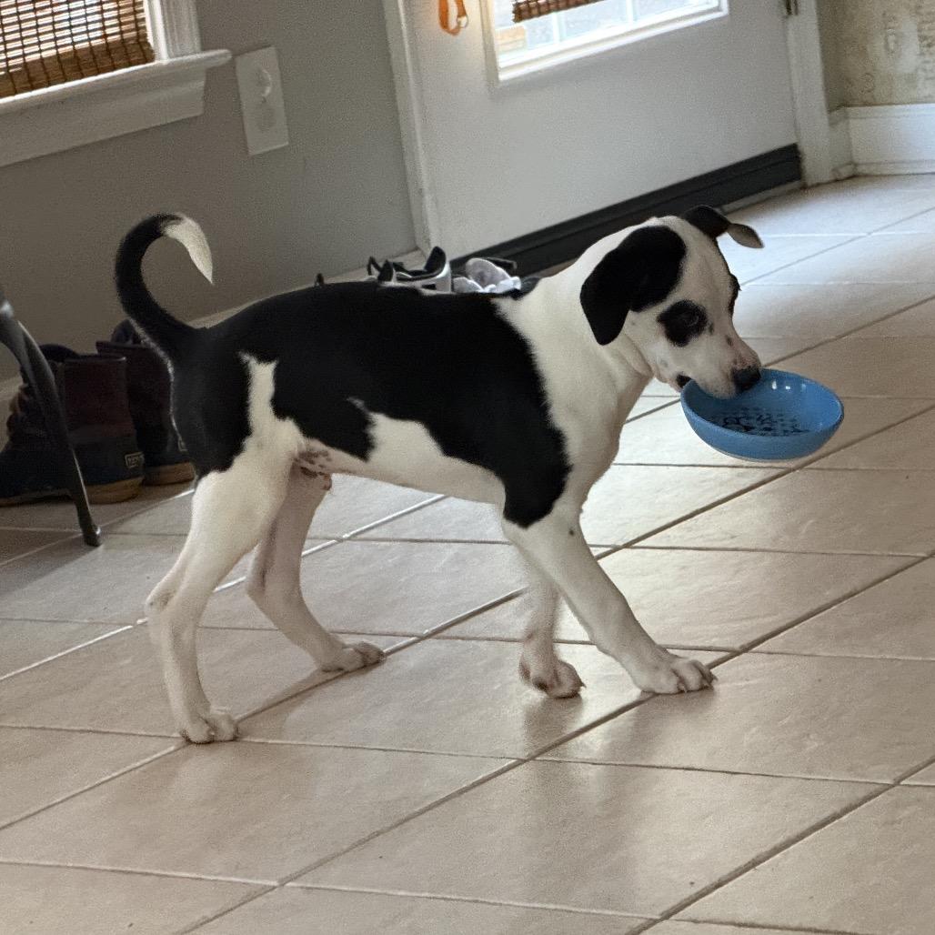 Moose, Adoptable, Puppy Male Border Collie.