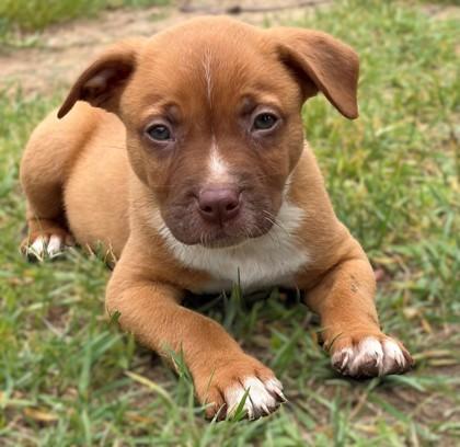 Enlarge Frosted Flakes, a Adoptable mixed breed in Baraboo, WI image 1/2
