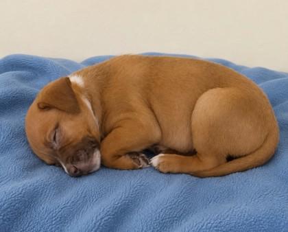Enlarge Frosted Flakes, a Adoptable mixed breed in Baraboo, WI image 2/2