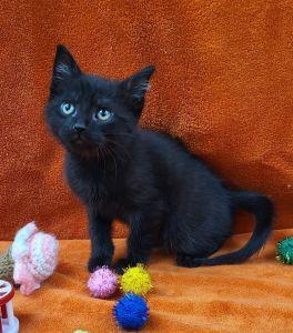 Felix, a ADOPTABLE Domestic Short Hair in Bucyrus, OH image 2/3