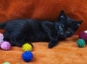 Felix, a ADOPTABLE Domestic Short Hair in Bucyrus, OH image 3/3