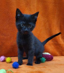 Felix, ADOPTABLE, Young Male Domestic Short Hair.