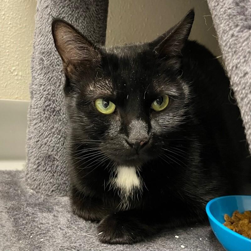 Precious, Adoptable, Adult Female Domestic Short Hair.