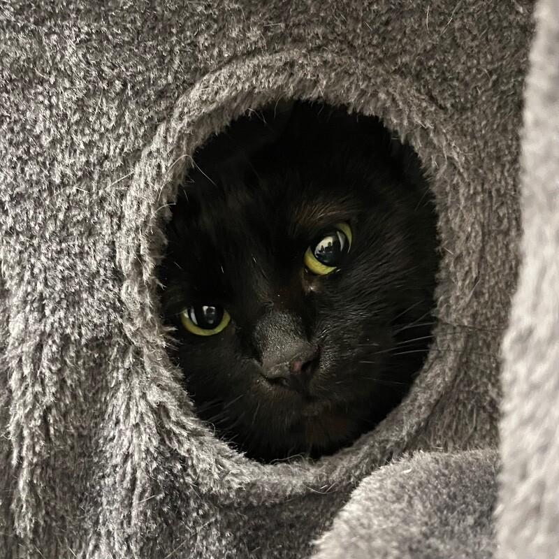 Precious, a Adoptable Domestic Short Hair in Yankton, SD image 2/5