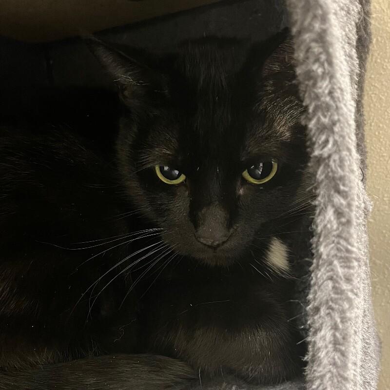 Precious, a Adoptable Domestic Short Hair in Yankton, SD image 3/5