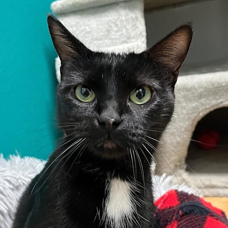 Precious, a Adoptable Domestic Short Hair in Yankton, SD image 4/5