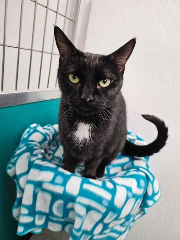 Precious, a Adoptable Domestic Short Hair in Yankton, SD image 5/5