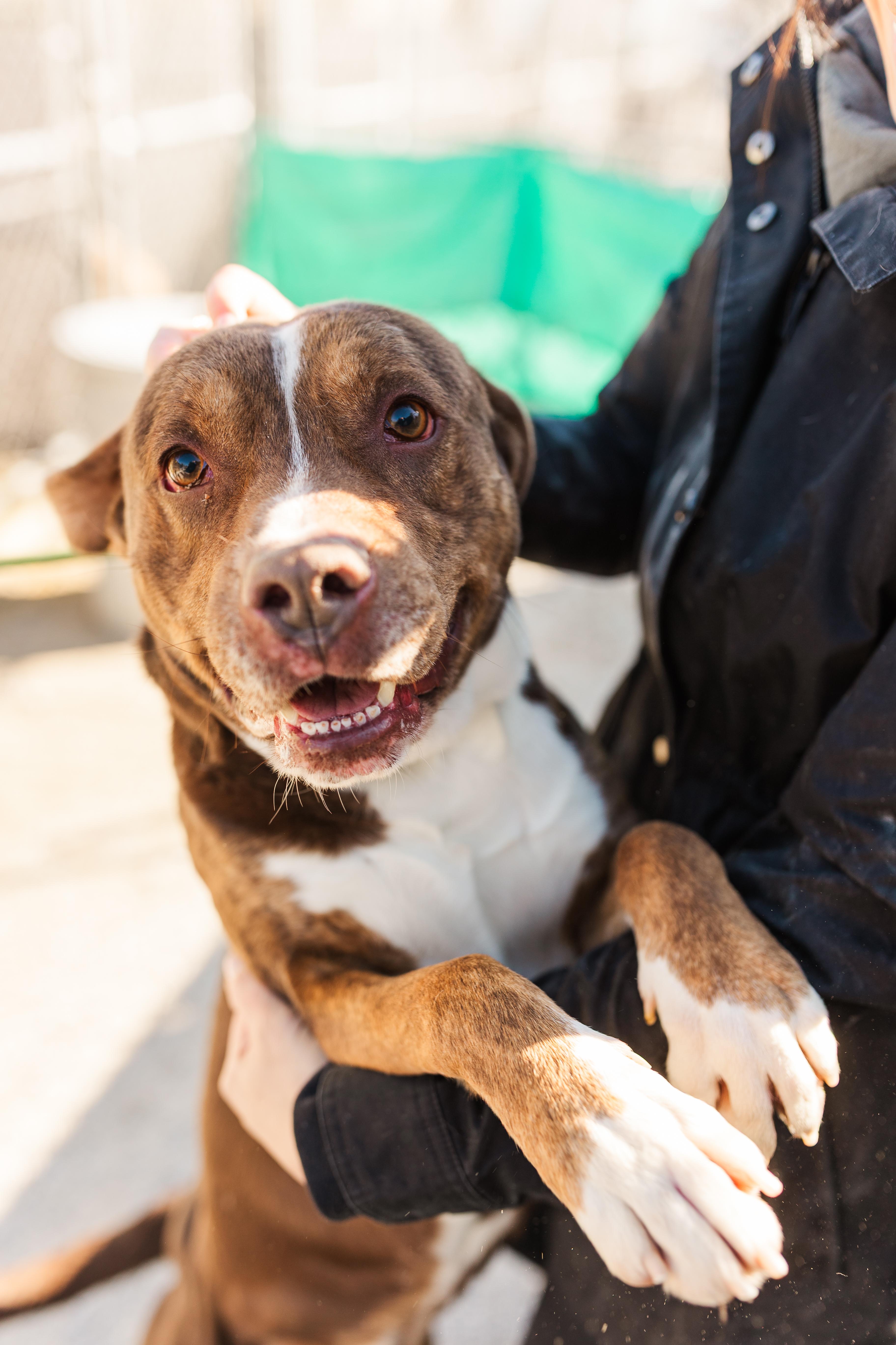 Jimbob, Adoptable, Young Male Mixed Breed.