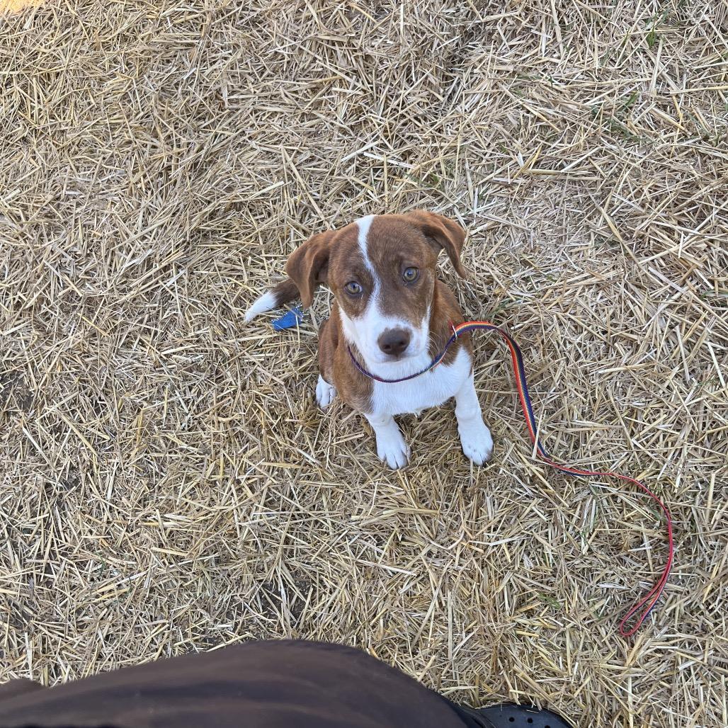 Other, Adoptable, Puppy Female Boxer.