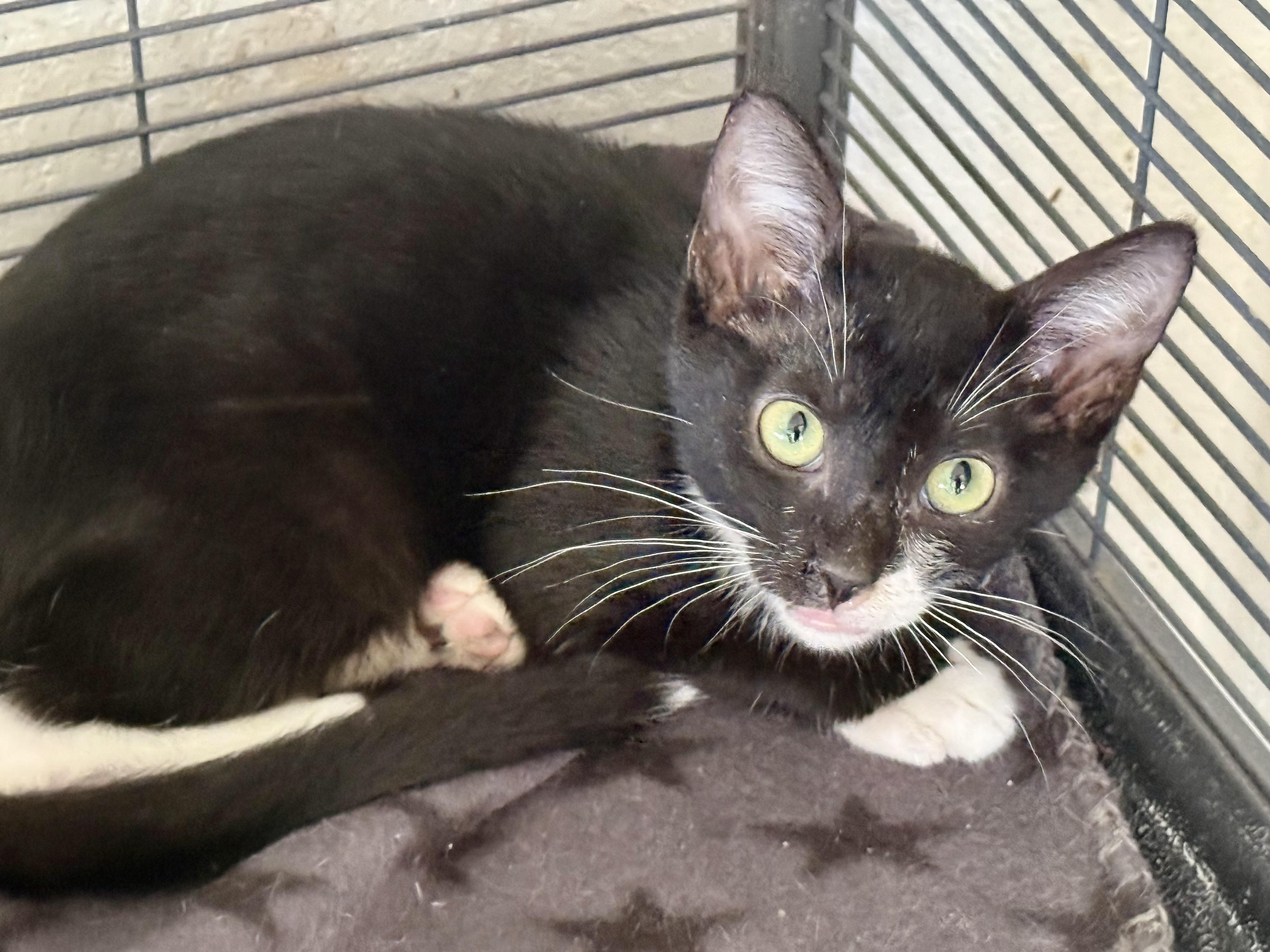 Enlarge Magic, a Adoptable Tuxedo in New Port Richey, FL image 1/1