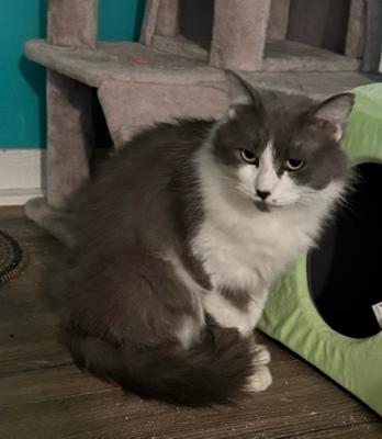 Enlarge Daliah, a Adoptable Domestic Medium Hair in Temecula, CA image 1/1