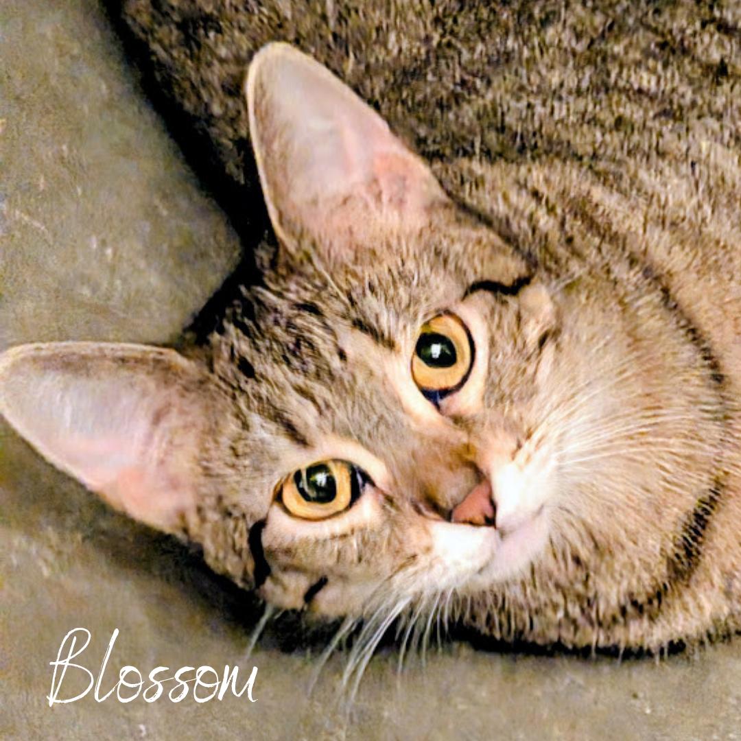 Blossom, Adoptable, Adult Female Domestic Short Hair.