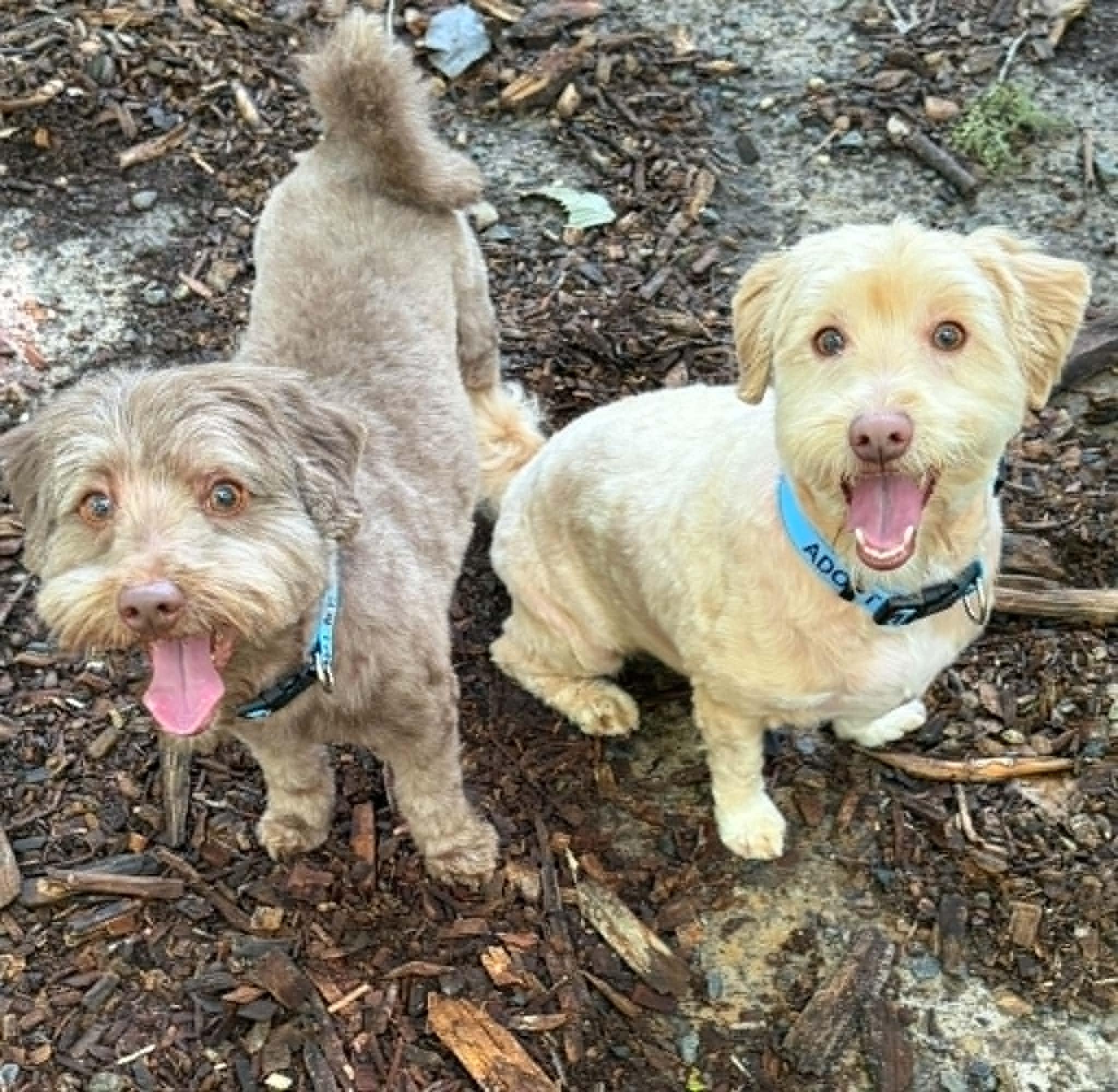 Elwood and Jake, adopted, Adult Male Poodle.