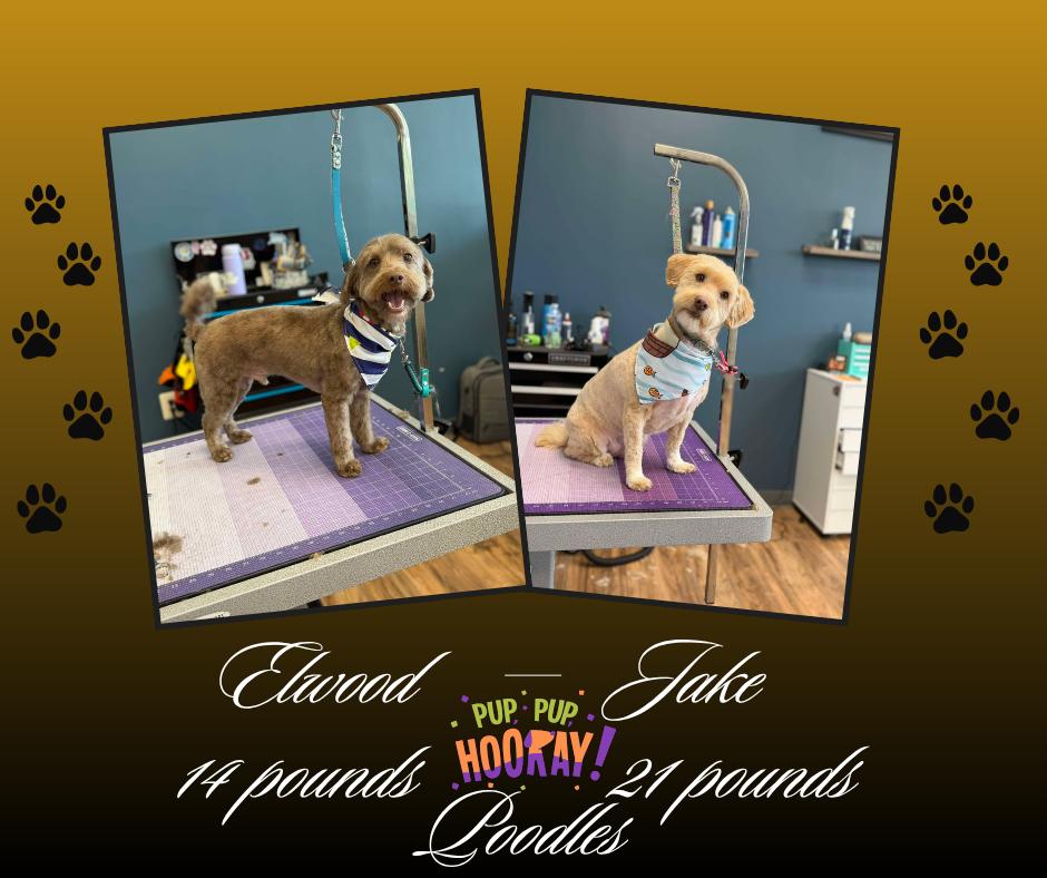 Elwood and Jake, an adopted Poodle in Sunderland, MD image 2/6